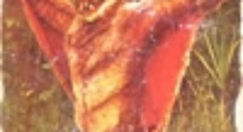 仮面ライダーカード 20番 空とぶ怪人ムササビドール　旧ゴシック版　裏25局